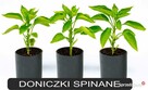 Doniczki spinane bez dna do uprawy POMIDORÓW █▬█ █ ▀█▀ - 12