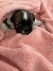 śliczne suczki shih tzu - 2