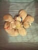 BICHON FRISE - szczenięta, hodowla ZKwP/FCI - 3