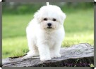 BICHON FRISE - szczenięta, hodowla ZKwP/FCI - 2