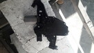 Sprzedam silnik wycieraczki tyl Peugeot 207 - 2