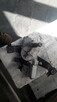 Sprzedam silnik wycieraczki tyl Peugeot 207 - 5