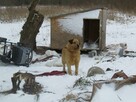 dom na cito zjawiskowy piesek czeka na Ciebie Beata Żói - 5