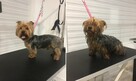 Psi Fryzjer Milanówek, strzyżenie zwierząt, groomer - 1