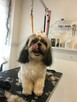 Psi Fryzjer Milanówek, strzyżenie zwierząt, groomer - 3