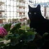 Montaż siatki na balkon na okno Łódź , jak wykonać ? - 15
