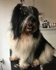 Psi Fryzjer Milanówek, strzyżenie zwierząt, groomer - 2