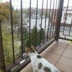 Montaż siatki na balkon okno dla kota i przeciw gołębiom - 9