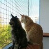 Montaż siatki na balkon okno dla kota i przeciw gołębiom - 4