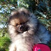 Reproduktor Pomeranian FCI ZKwP szpic miniaturowy - 5