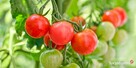 DONICZKI SPINANE bez dna - uprawa pomidor, ogórek - HIT 202 - 5