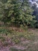 Działka Skorzów gmina Busko-Zdrój - 4
