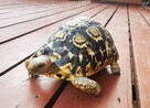 Terrarium dla żółwia lamparciego kilkuletniego