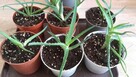 Aloes leczniczy, zwyczajny, roślina w doniczce - 3