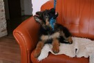 Owczarki Niemieckie Długowłose po: Grand Champion PL ZKwP - 4