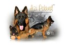Owczarki Niemieckie Długowłose po: Grand Champion PL ZKwP - 2