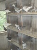 Ptaki ozdobne, Niemiecki wystawowy, Gołębie - 11