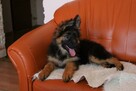 Owczarki Niemieckie Długowłose po: Grand Champion PL ZKwP - 6