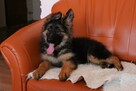Owczarki Niemieckie Długowłose po: Grand Champion PL ZKwP - 8