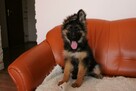Owczarki Niemieckie Długowłose po: Grand Champion PL ZKwP - 3