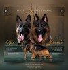 Owczarki Niemieckie Długowłose po: Grand Champion PL ZKwP - 1