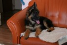 Owczarki Niemieckie Długowłose po: Grand Champion PL ZKwP - 5