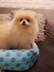 Pomeraniany szczenięta - 4