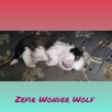 Sprzedam szczeniaka shih tzu - 5