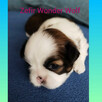 Sprzedam szczeniaka shih tzu - 6