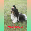 Sprzedam szczeniaka shih tzu - 2
