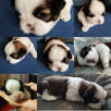 Sprzedam szczeniaka shih tzu