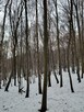 Kupię las dębowy bukowy grabowy akacjowy brzozowy - 3