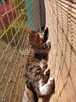 Siatka dla kota, siatka na balkon, siatka balkonowa - 5