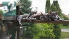 Siatka dla kota, siatka balkonowa, siatka na balkon - 7