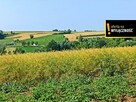 Działka rolna Nikisiałka Duża gm. Opatów, - 1