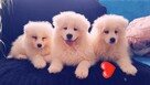 Śnieżno-Białe Szczeniaki rasy Samoyed