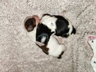 Shih Tzu szczenięta - 5