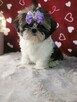 Shih Tzu szczenięta - 1