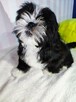 Shih Tzu szczenięta - 4