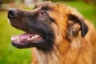 Wesoły prze kochany Młodziak BŁAGA o domek pełen miłości - 2