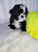 Shih Tzu szczenięta - 3