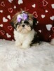 Shih Tzu szczenięta - 2