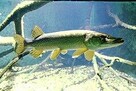 Karp karaś złoty Jesiotr itd - 9