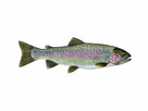 Karp karaś złoty Jesiotr itd - 1