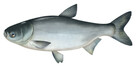Karp karaś złoty Jesiotr itd - 7