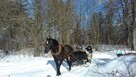Kuligi Karpacz - 4
