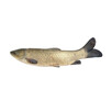 Karp karaś złoty Jesiotr itd - 6