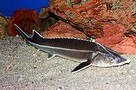 Karp karaś złoty Jesiotr itd - 2