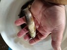 Karp karaś złoty Jesiotr itd - 14