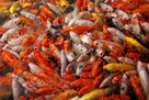 Karp karaś złoty Jesiotr itd - 4